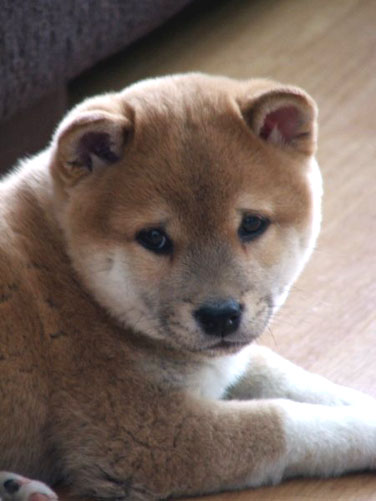 Jitrain Shiba Inu Puppies